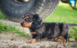 Miniature Dachshund dogs for sale: Fernando - Image 4