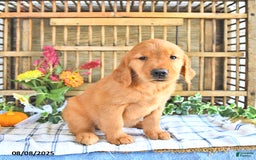 Golden Retriever dogs for sale: Golden Retriever 11 puppies - Image 29