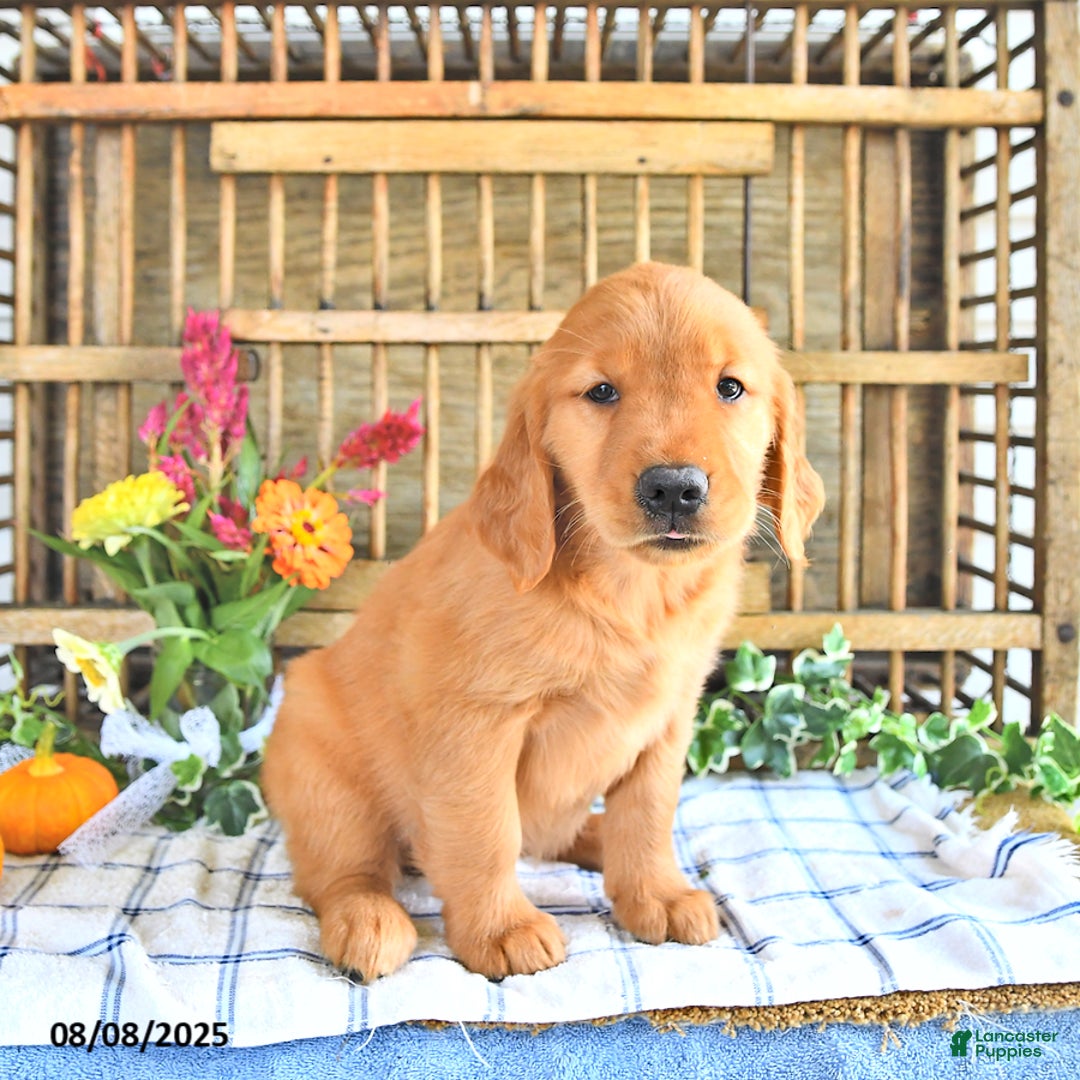 Golden Retriever dogs for sale: Golden Retriever 11 puppies - Image 29