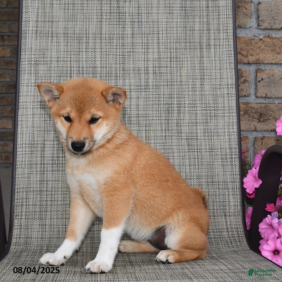 Shiba Inu dogs for sale: Emmy - Image 7