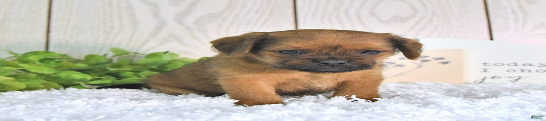 Stella