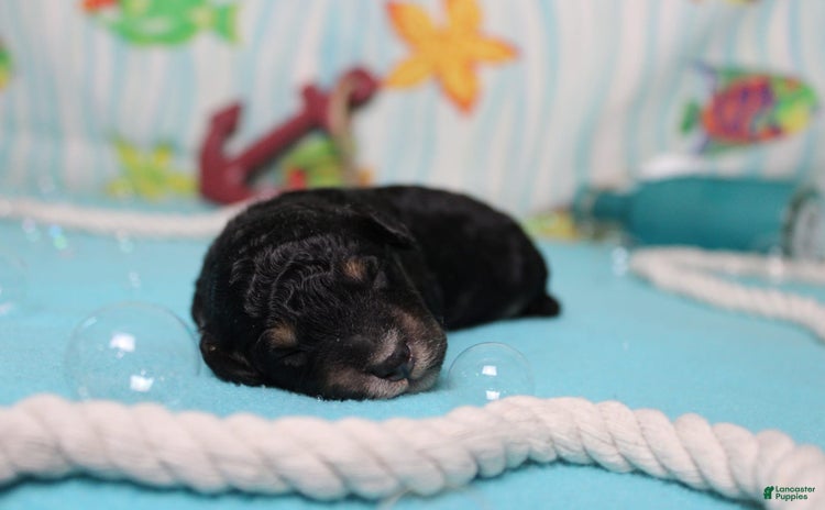 Mini Bernedoodle dogs for sale - Ad 2