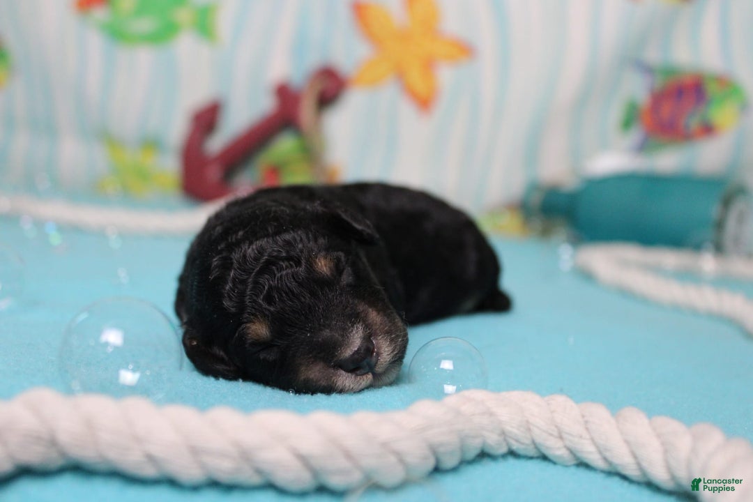 Mini Bernedoodle dogs for sale: Mini Bernedoodle 6 puppies - Image 1