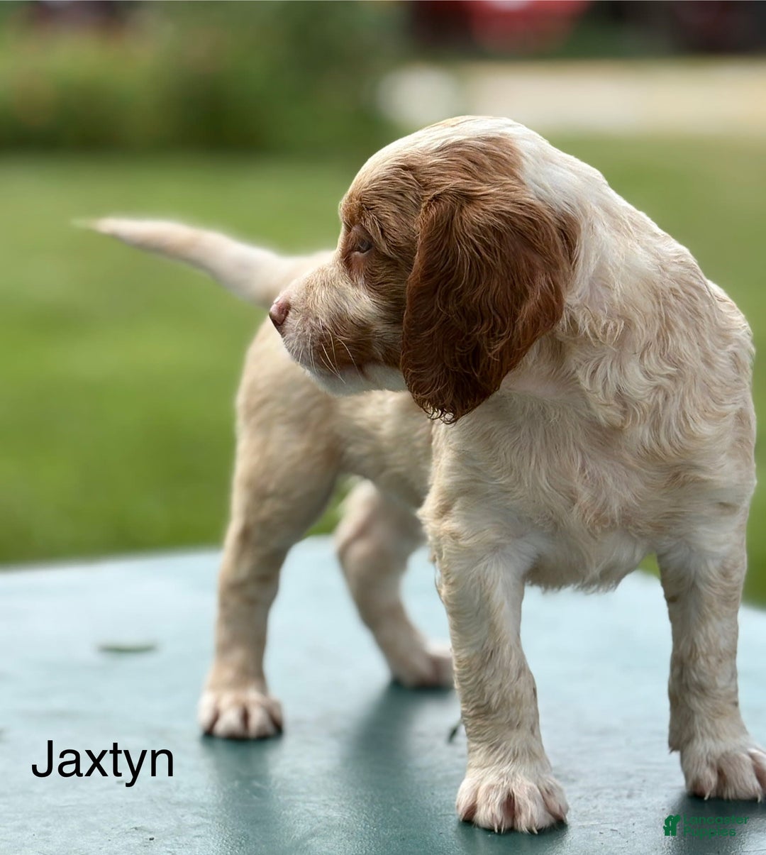 Brittany Spaniel dogs for sale: Jaxtyn - Image 5