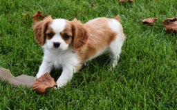 Cavalier King Charles Spaniel dogs for sale: Buster - Image 4
