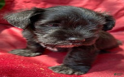 Miniature Schnauzer dogs for sale: Buddy - Image 4