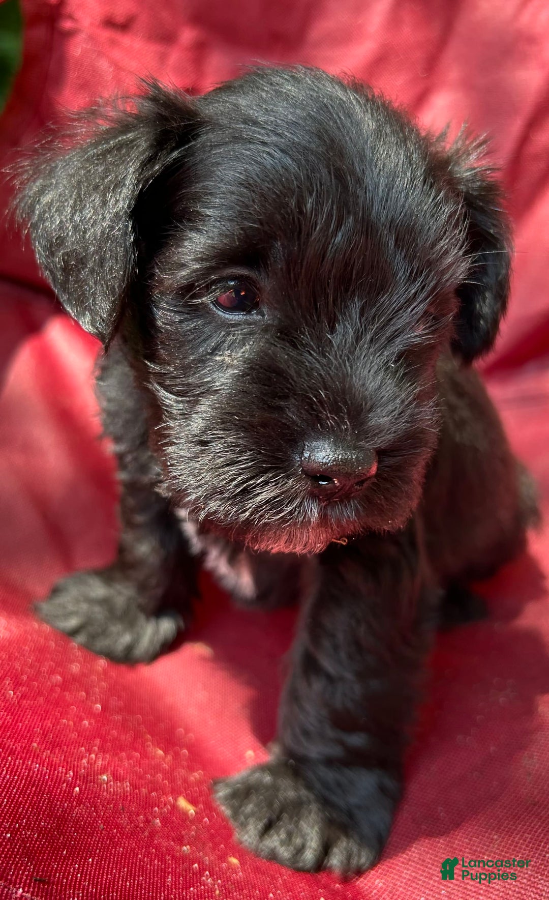Miniature Schnauzer dogs for sale: Buddy - Image 4