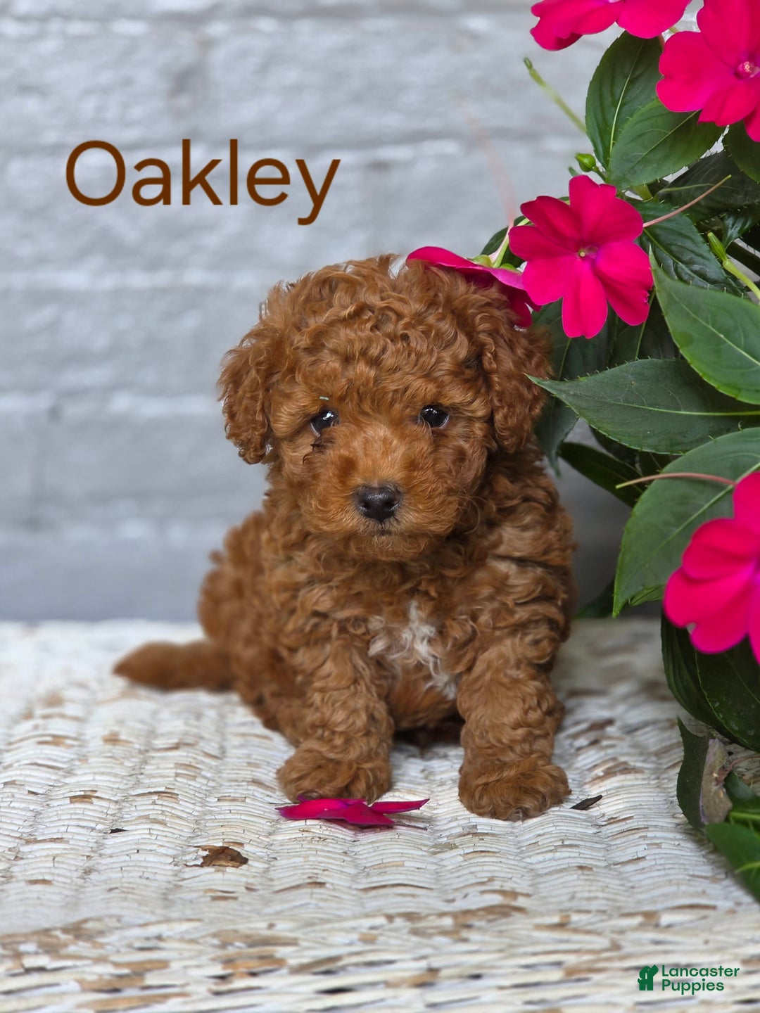 Toy Poodle dogs for sale: Oakly - Image 1
