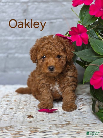Toy Poodle dogs for sale - Ad 2
