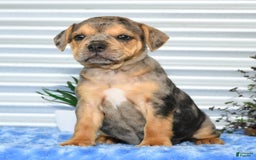 Beabull dogs for sale: Kate - Image 9