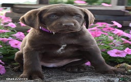 Labrador Retriever dogs for sale: Cindy - Image 6