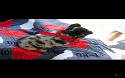 French Bulldog dogs for sale: Raven - Image 2
