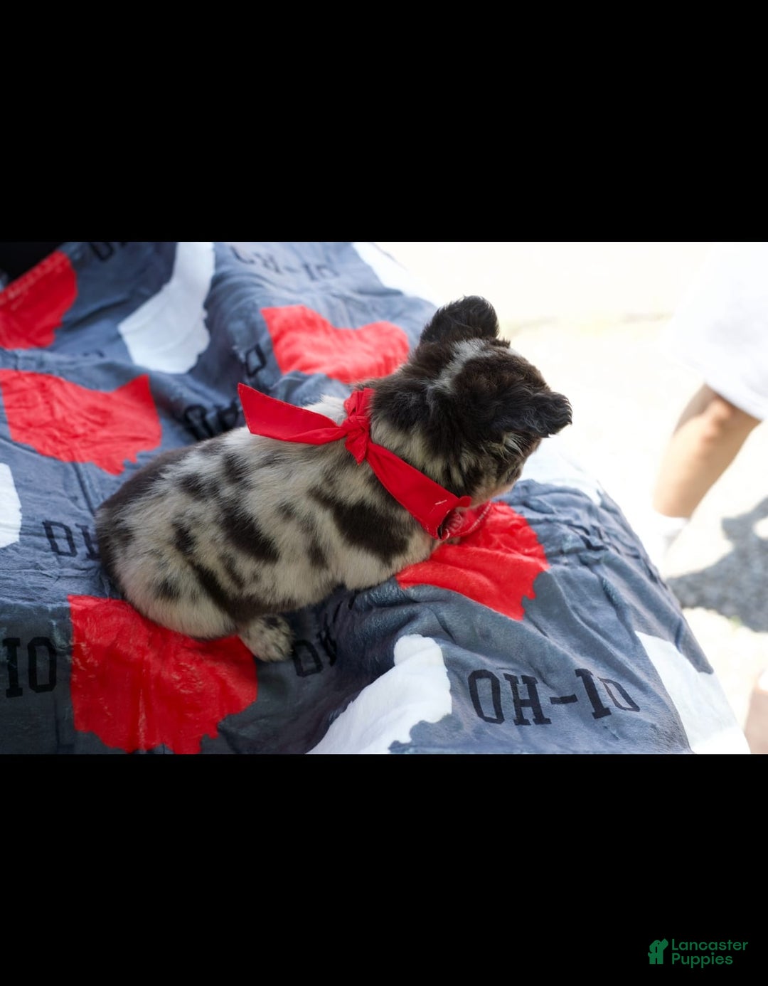 French Bulldog dogs for sale: Raven - Image 2