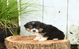 Miniature Australian Shepherd dogs for sale: Harry - Image 9