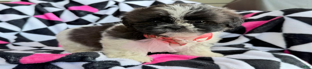 Bitsy