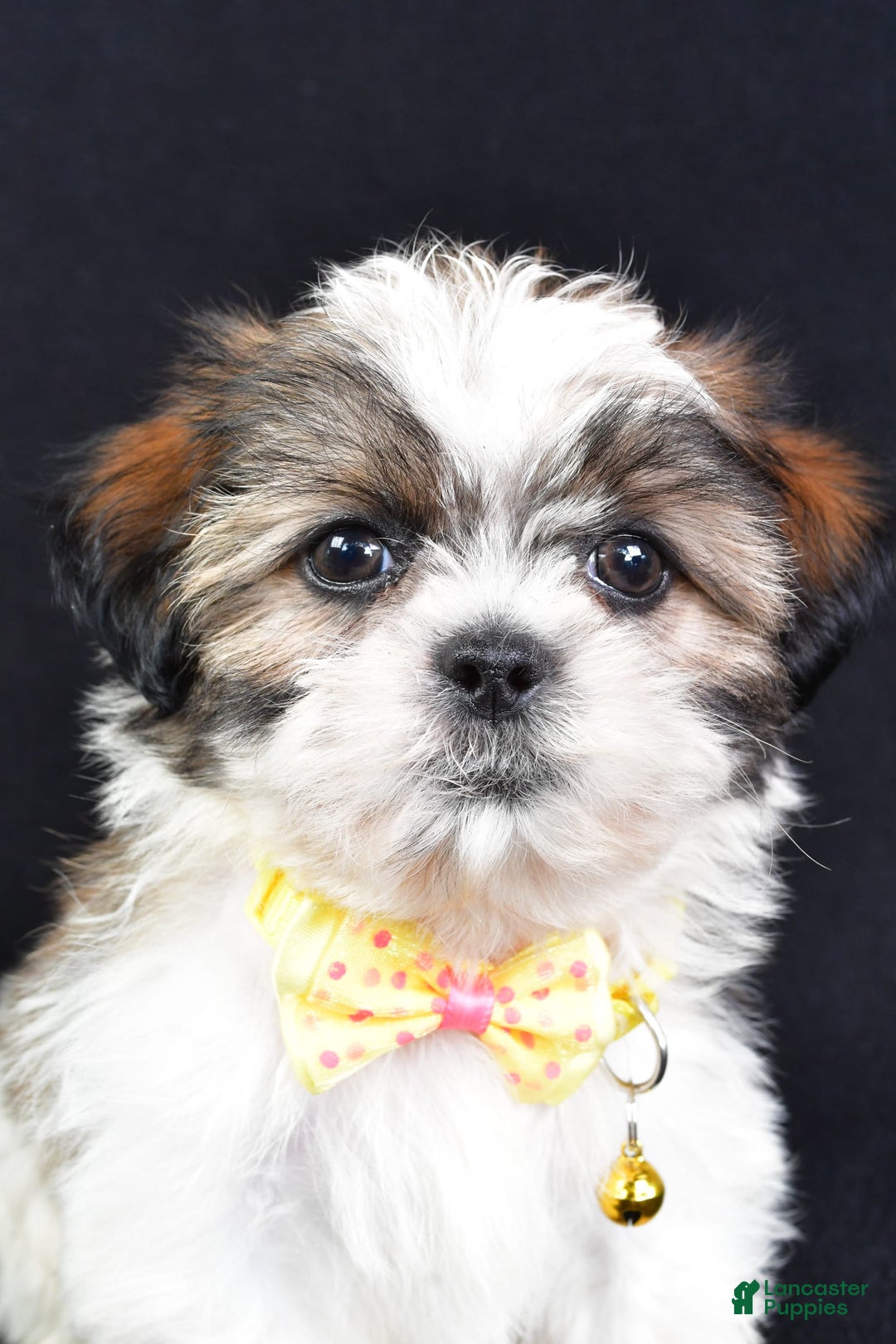 Shih Tzu dogs for sale: Logan - Image 1
