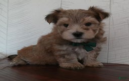 Morkie dogs for sale: Sammie - Image 5