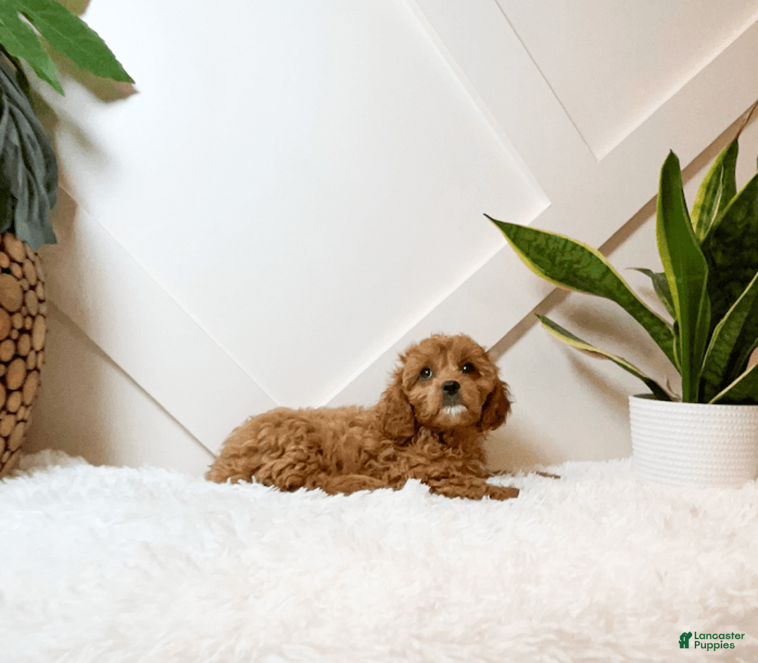 Cavapoo dogs for sale: Zaylee - Image 3