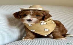 Mini Goldendoodle dogs for sale: Wrangler - Image 6