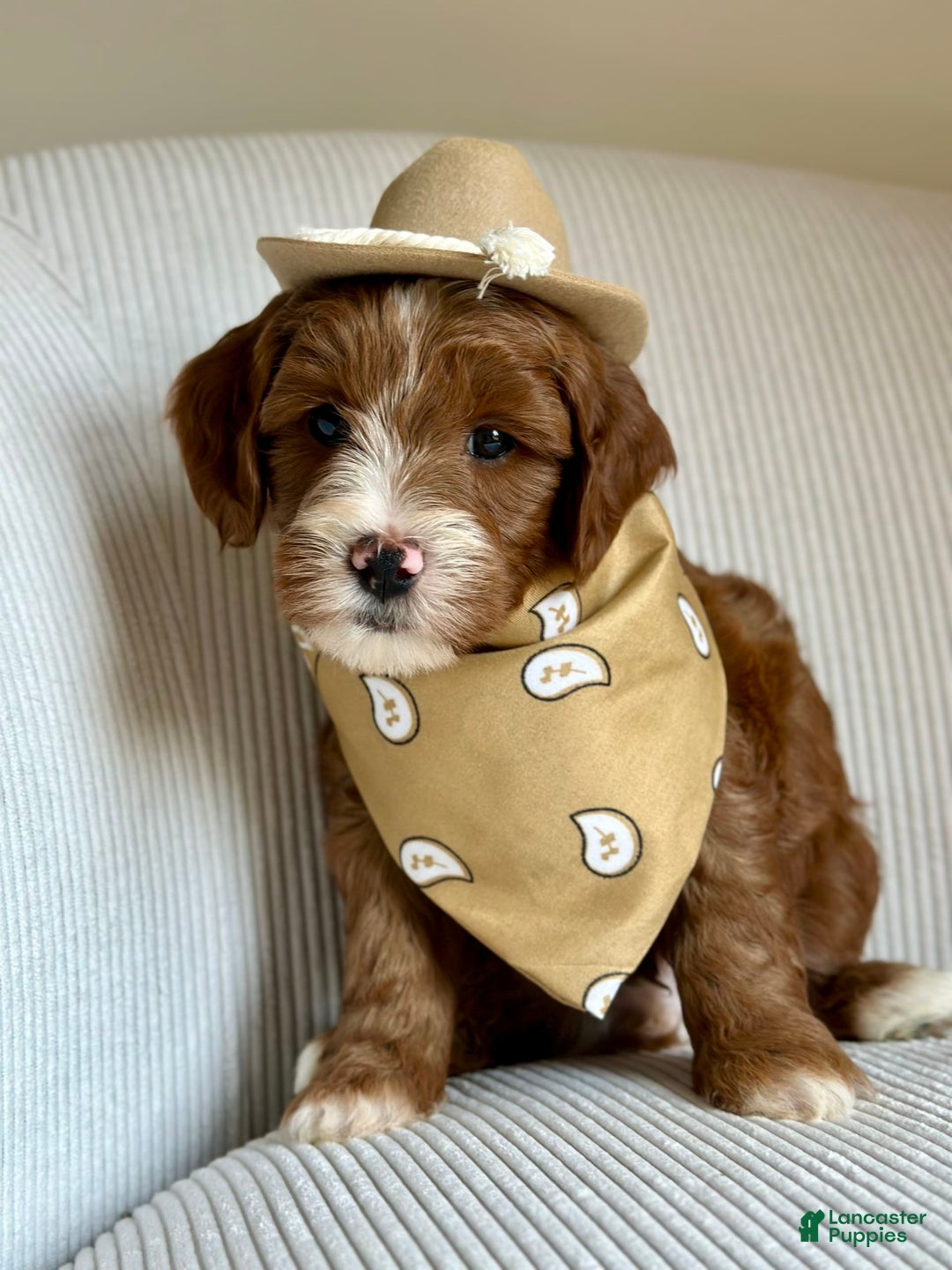 Mini Goldendoodle dogs for sale: Wrangler - Image 6