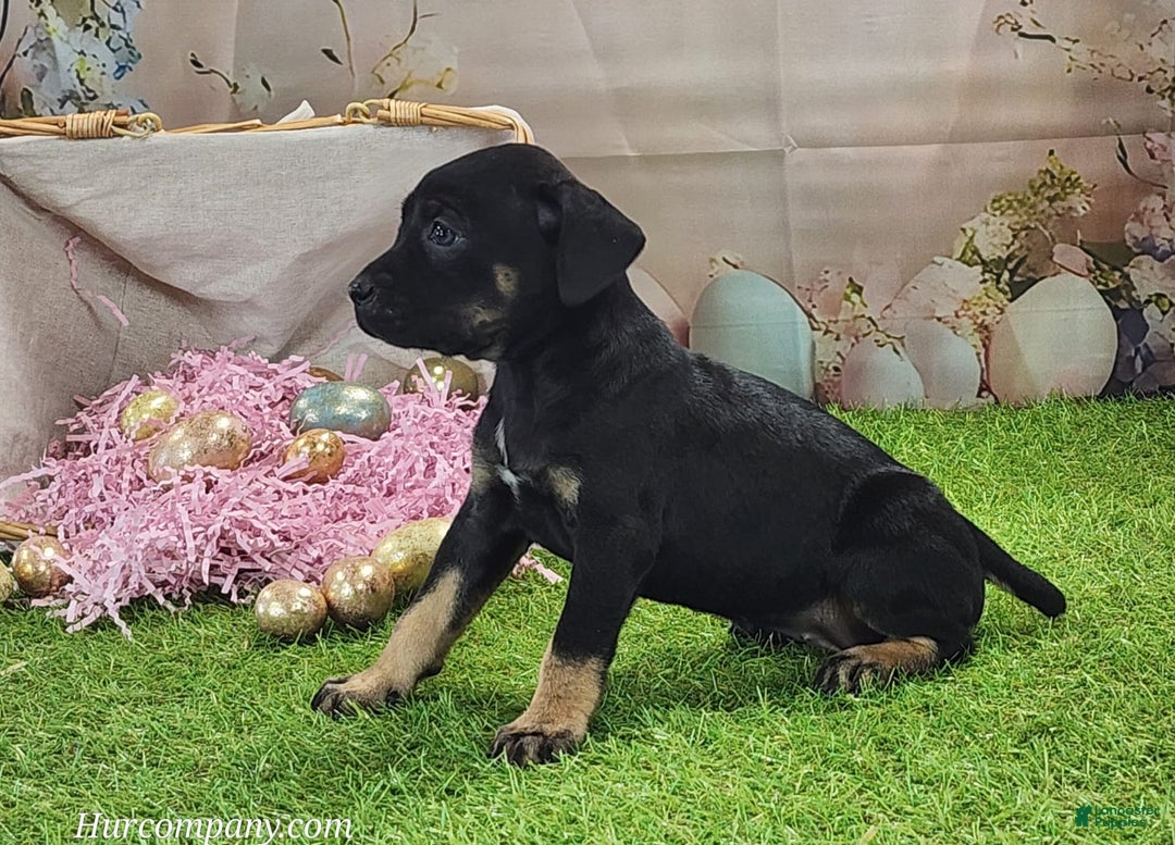 Catahoula Leopard Dog dogs for sale: Goldie 2025 F2 - Image 7