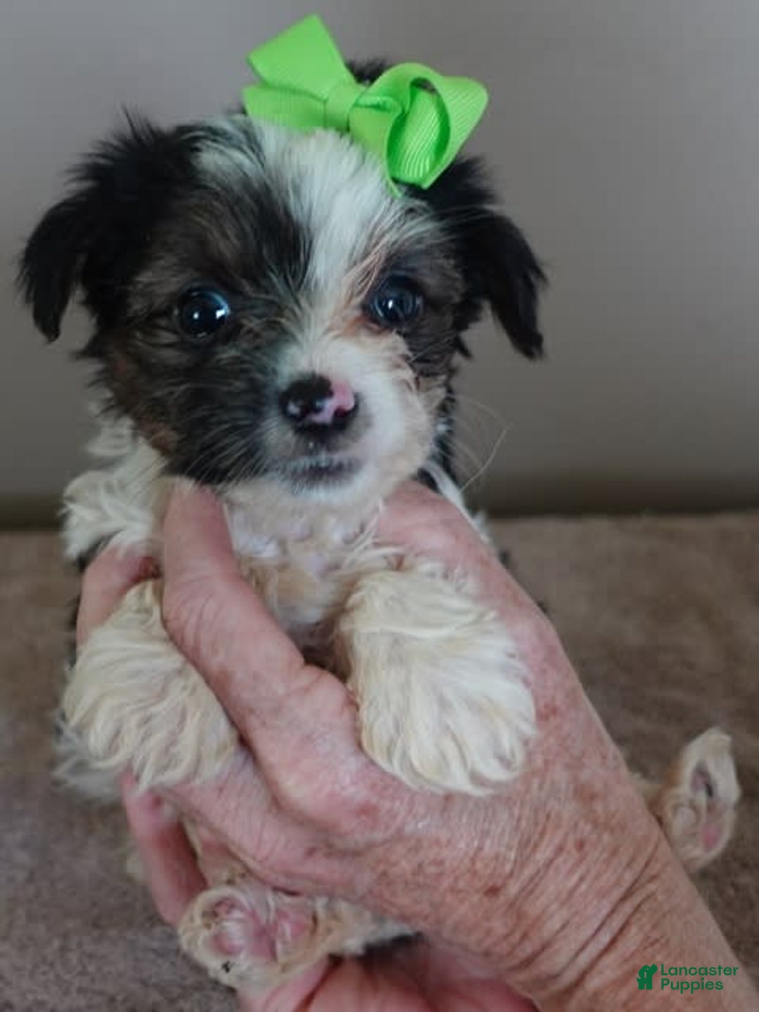 Yorkshire Terrier dogs for sale: Beckham - Image 33