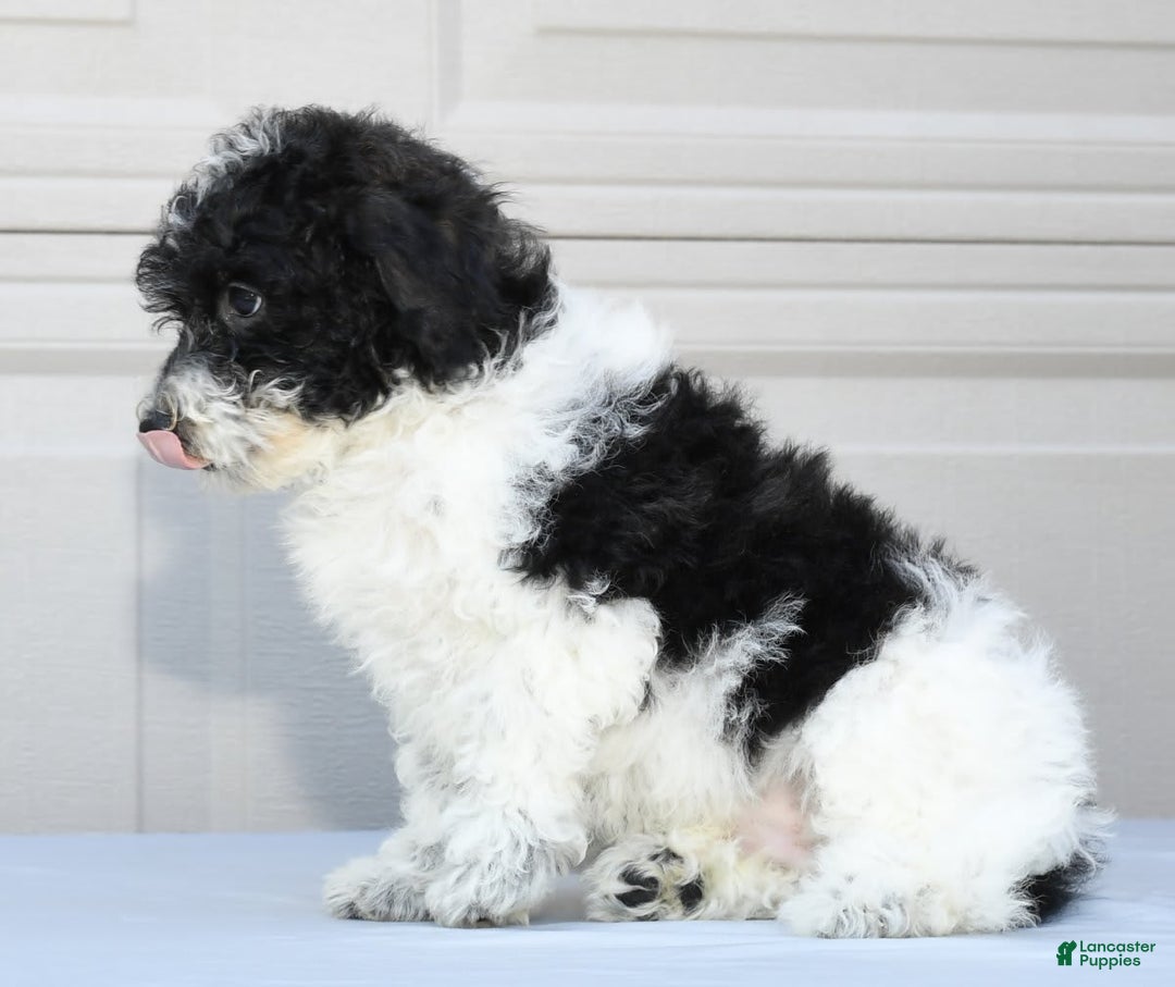 Maltipoo dogs for sale: Leo - Image 4