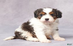 Cavapoo dogs for sale: Ed - Image 5