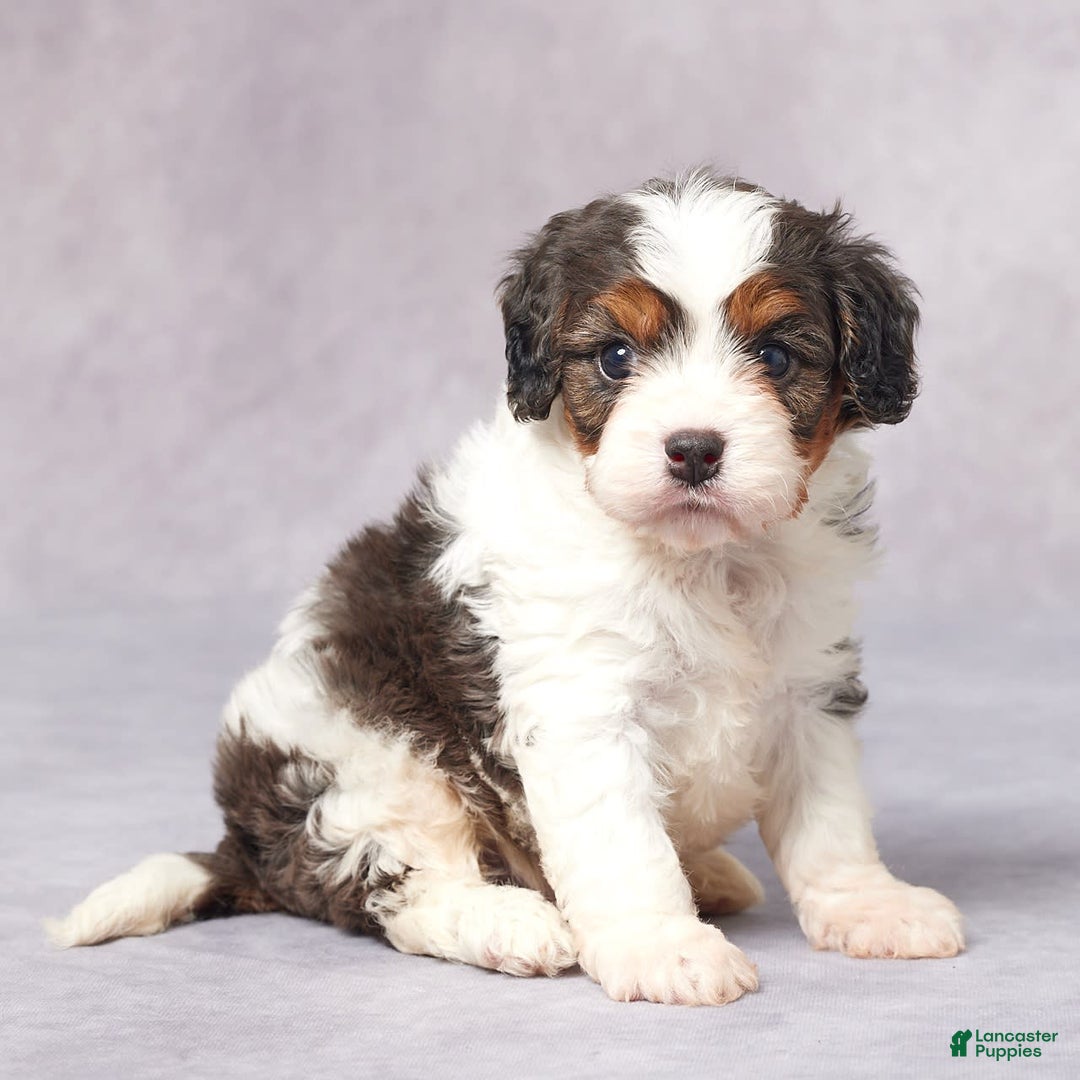 Cavapoo dogs for sale: Ed - Image 5