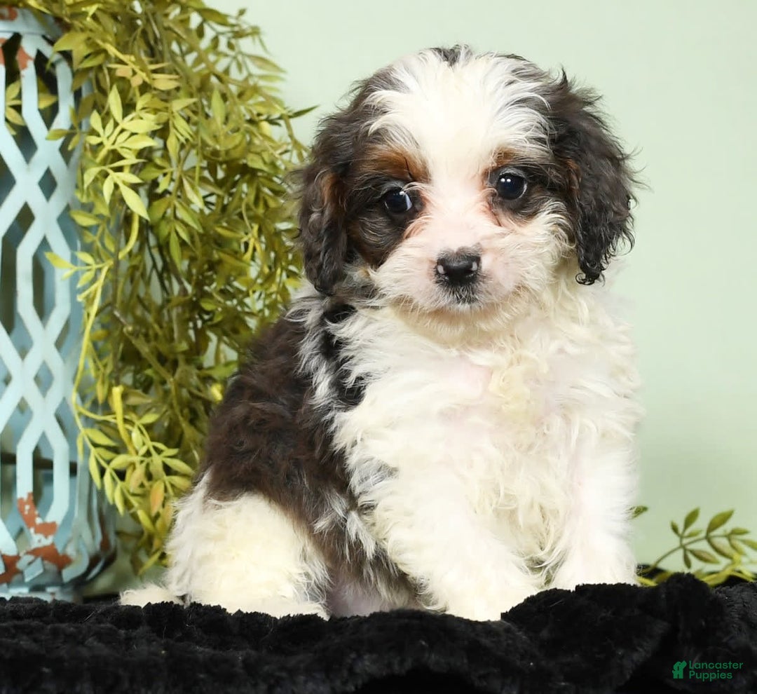 Cavapoo dogs for sale: Lincoln - Image 7