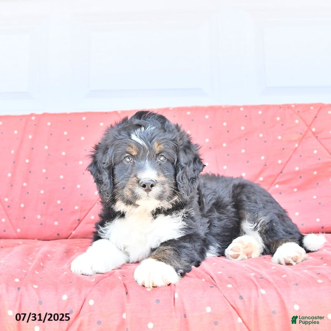 Miniature Bernese Mountain Dog dogs for sale: Mason - Image 8