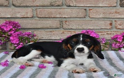 Cavalier King Charles Spaniel dogs for sale: Drew - Image 3