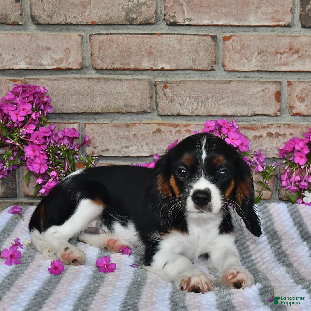 Cavalier King Charles Spaniel dogs for sale: Drew - Image 3