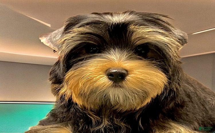 Yorkshire Terrier dogs for sale - Ad 1