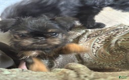 Brussels Griffon dogs for sale: Gianna - Image 1