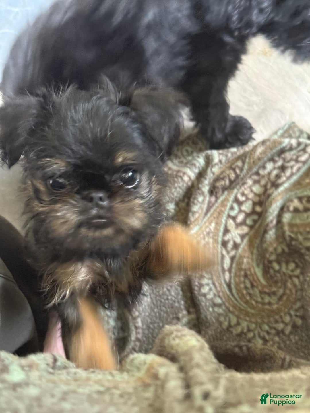 Brussels Griffon dogs for sale: Gianna - Image 1
