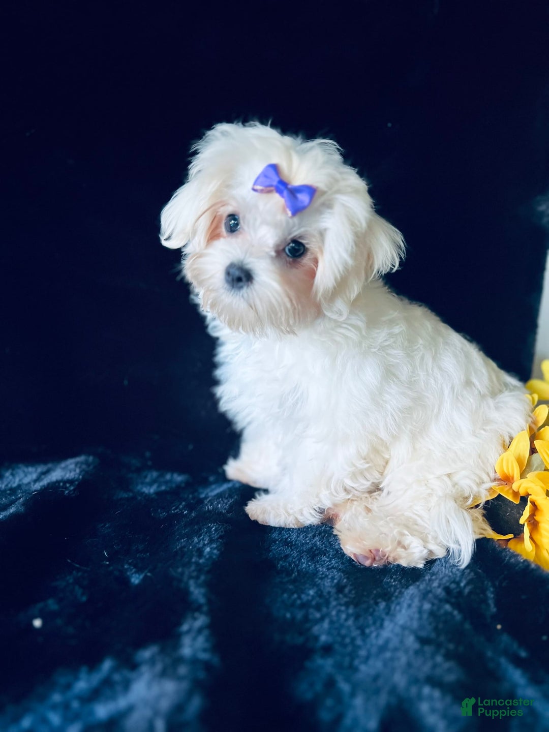 Maltese dogs for sale: Emmas Girl - Image 7