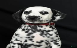 Dalmatian dogs for sale: Cole - Image 2
