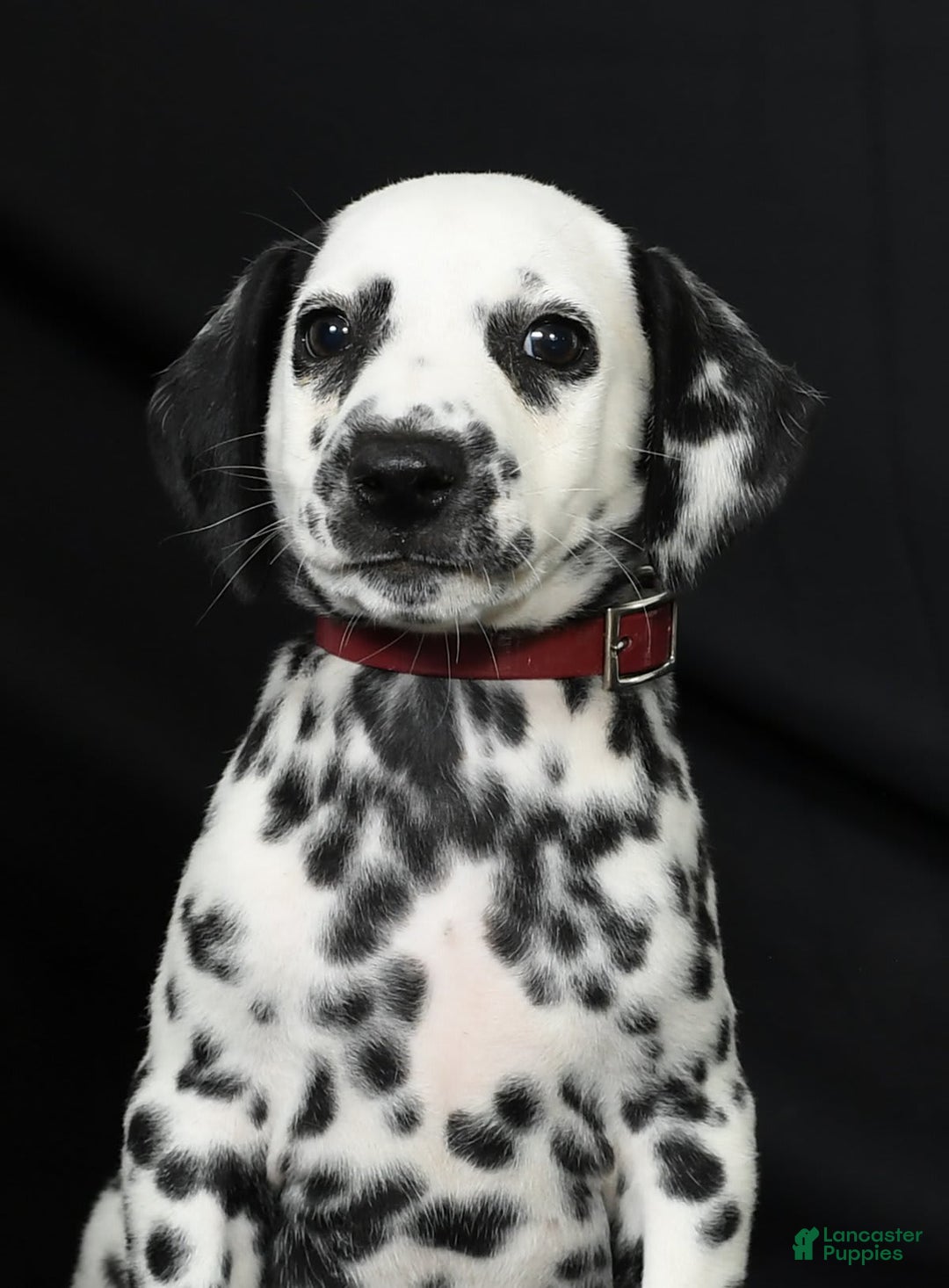 Dalmatian dogs for sale: Cole - Image 2