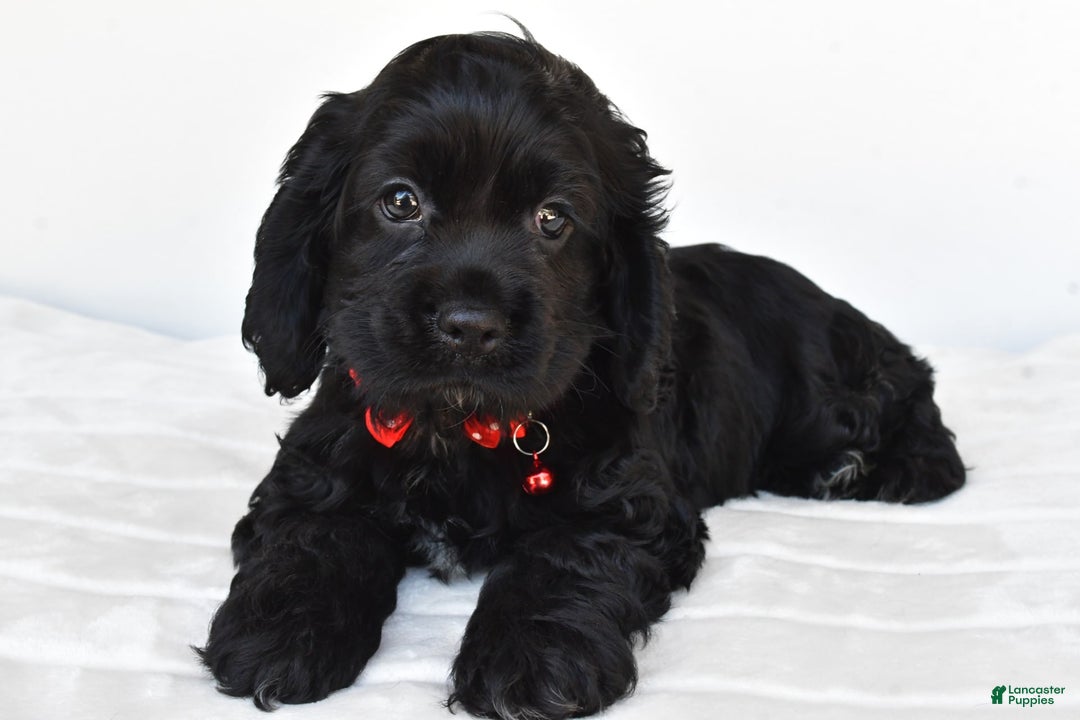 Cocker Spaniel dogs for sale: Poochie - Image 2