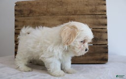 Teddy Bear dogs for sale: Karter - Image 7