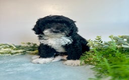 Mini Bernedoodle dogs for sale: Benito - Image 5