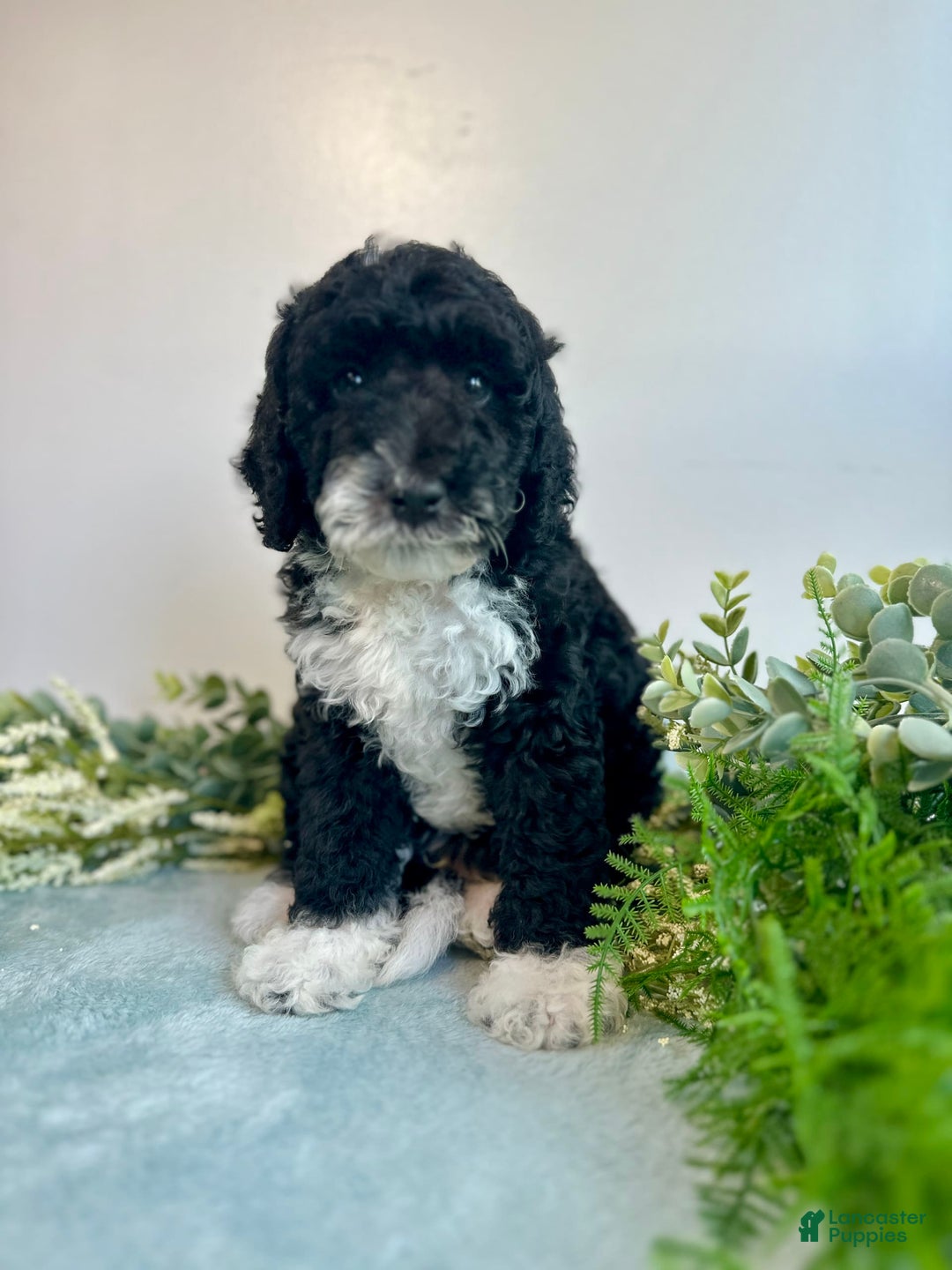 Mini Bernedoodle dogs for sale: Benito - Image 5