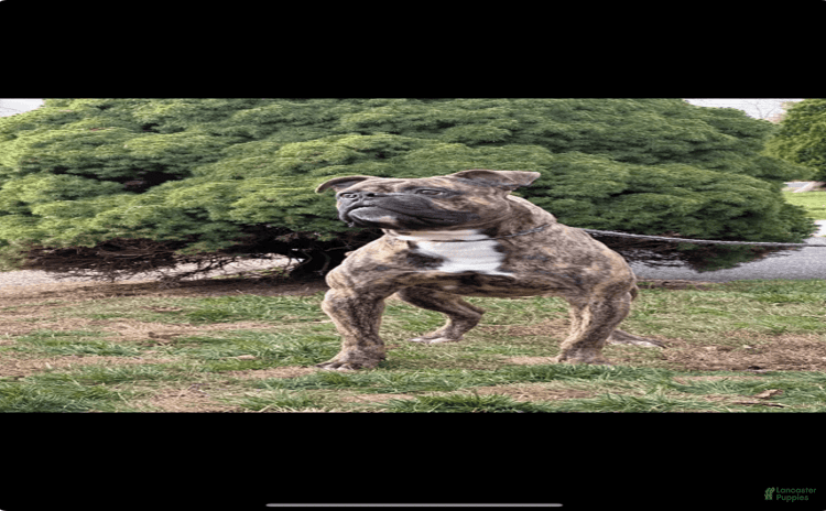 American Bulldog dogs for sale - Ad 2