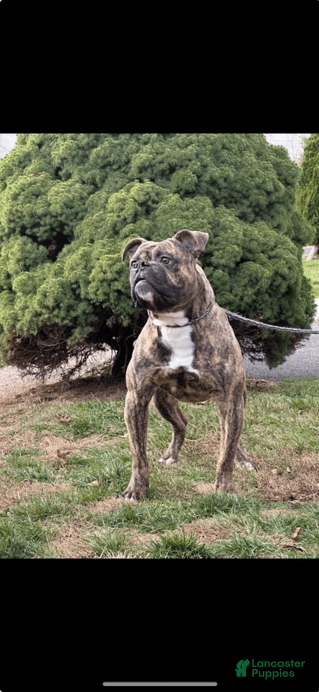 American Bulldog dogs for sale: Sturdy - Image 1