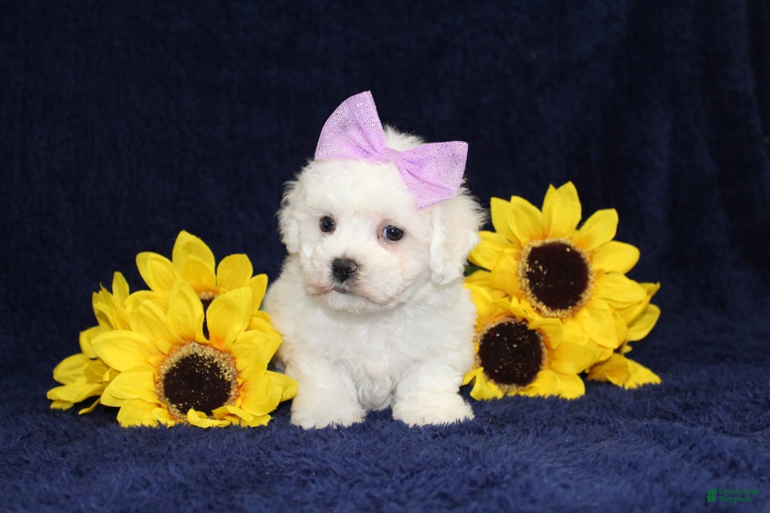 Bichon Frise dogs for sale: Unicorn - Image 1