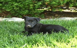 Belgian Malinois dogs for sale: Lucas - Image 2
