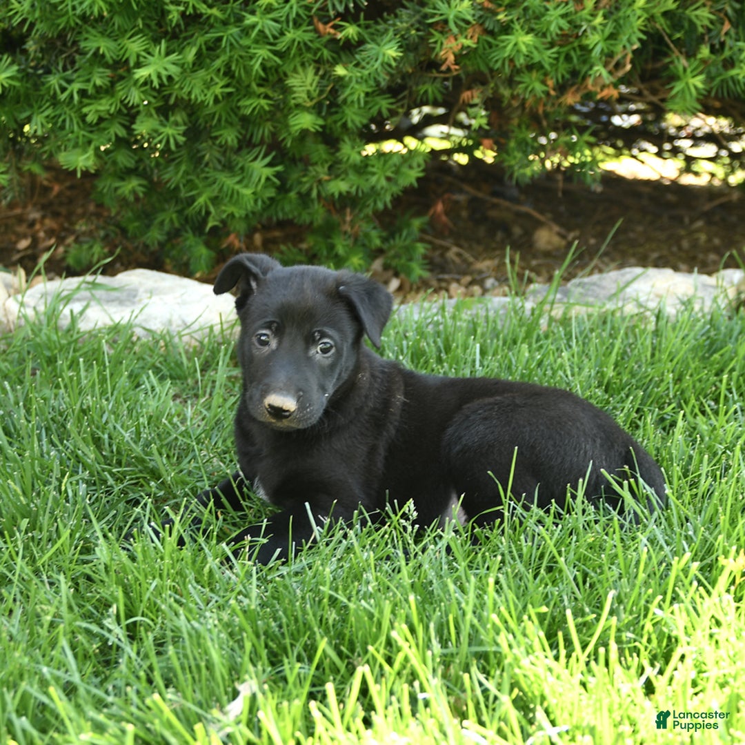 Belgian Malinois dogs for sale: Lucas - Image 2