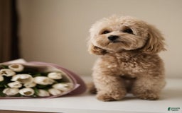Maltipoo dogs for sale: Gani - Listing for pets: Gani, Barny - Image 6