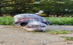 Catahoula Leopard Dog dogs for sale: Dallas - Image 5